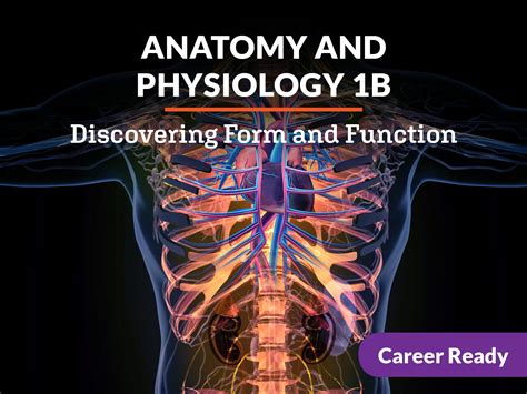 Anatomy And Physiology Guide