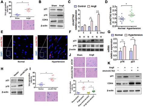 CircACTA2 Mediates Ang II Induced VSMC Senescence By Modulation Of The