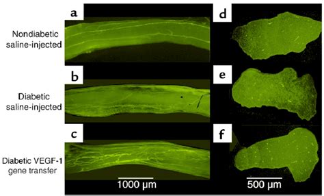 Representative Fluorescence Photomicrographs Of Longitudinal Views Of