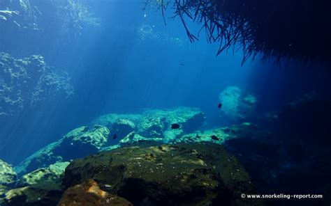 Snorkeling at Casa Cenote, Mayan Riviera | Snorkeling in Mexico