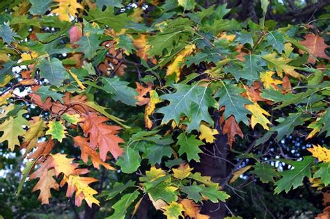 Follaje de otoño del roble americano quercus rubra Foto Premium