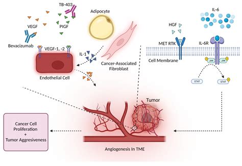 Cancers Free Full Text Cytokines Can Cancer Get The Message