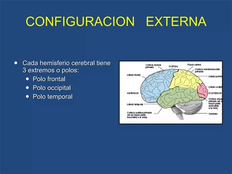 Cerebro Configuraci N Externa Ppt