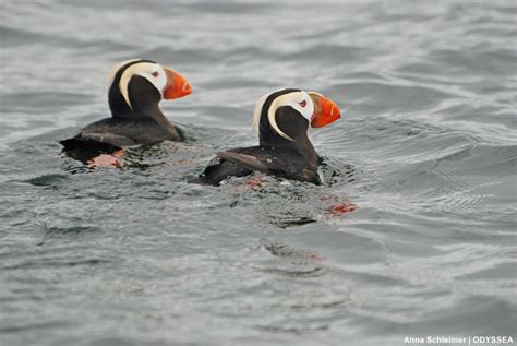 Tufted puffins pair – ODYSSEA