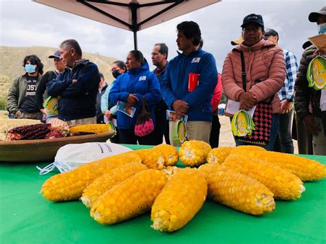 Nueva variedad de maíz chulpi mejorará ingresos de productores