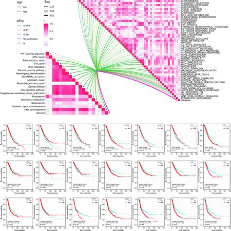 Pathway Enrichment Of The Riskscore A Correlation Of The Riskscore