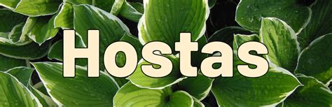 The 25 Best Hosta Varieties for Shady Virginia Gardens