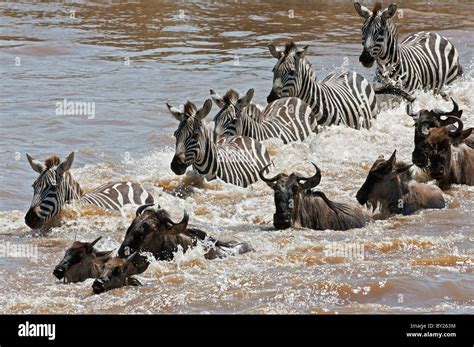 Wildebeest and Zebra crossing the Mara River during the annual Wildebeest migration from the ...