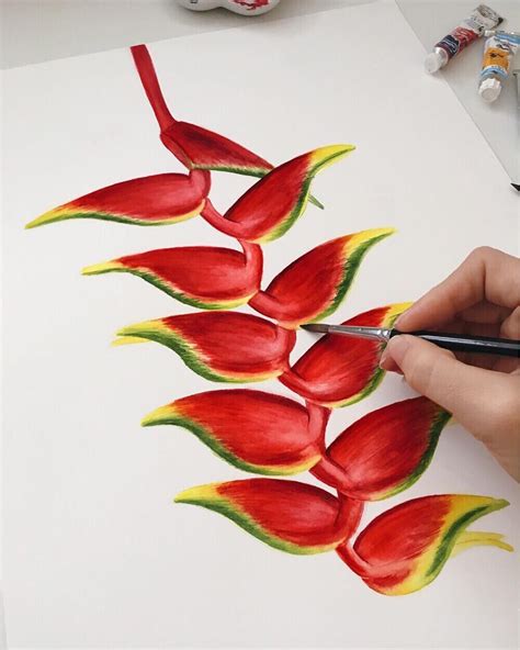 By Duda Van Den Berg Ilustra O Nica De Heliconia Rostrata Em