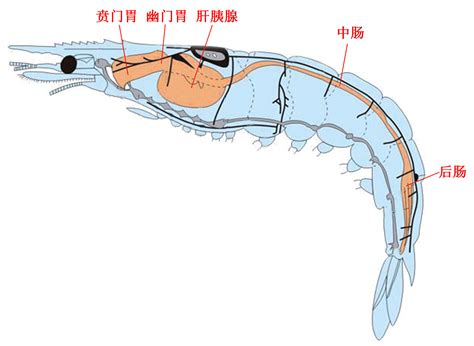 对虾养殖系统微生物组样品的采集与制备 —bio 101