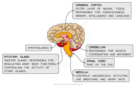 The Brain Edexcel GCSE Biology Revision Notes 2018