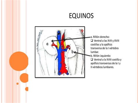 Sistema Urinario De Los Animales