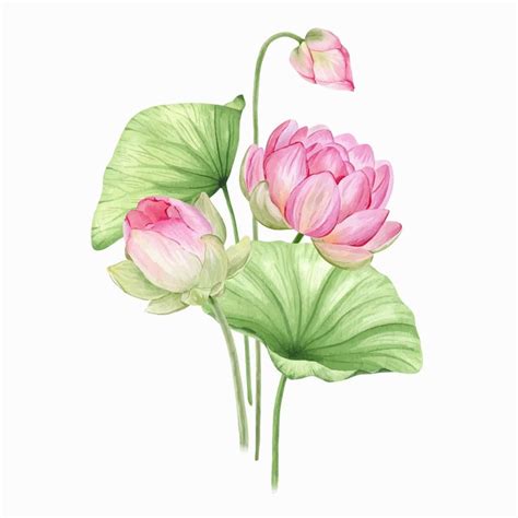 Pink lotus flowers and leaves. Watercolor illustration. Composition ...