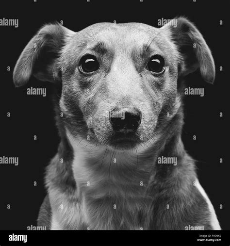Jack Russell Terrier Stock Photo Alamy