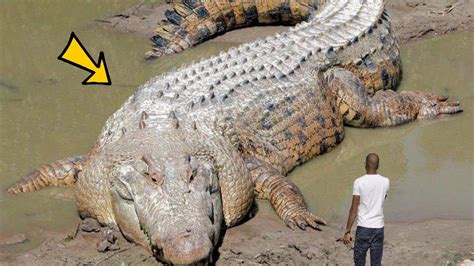 Man Finds Giant Crocodile In Need You Wont Believe What He Found