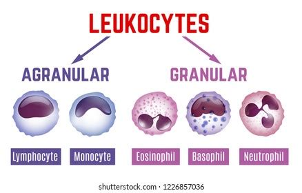 Leukocytes Types