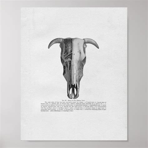 Cow Skull Anatomy Vintage Print | Zazzle.co.uk