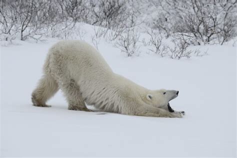 Stretching Polar Bear Giclée Art Print Mcdougall Photographic