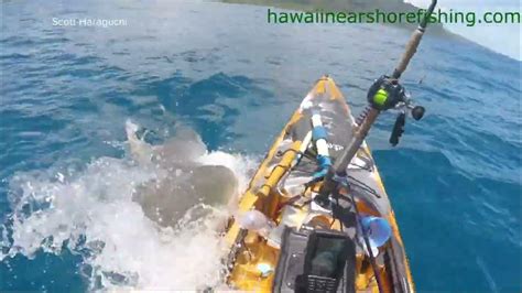 Shark Attacks Kayak Off Hawaii Shore Youtube