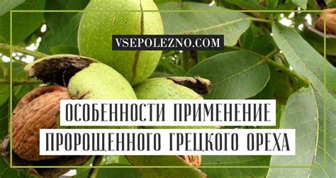 Пророщенный грецкий орех: польза и вред, применение для омоложения, как ...