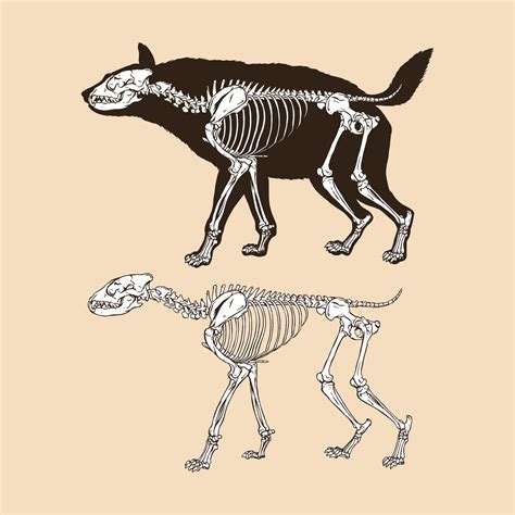 Skeleton hyena vector illustration 12761847 Vector Art at Vecteezy