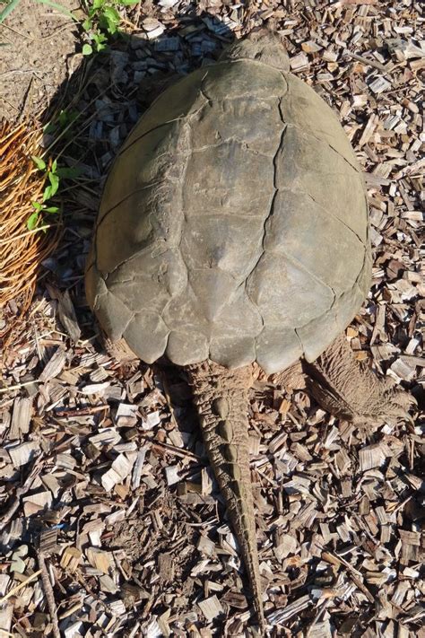 Natures Turn Appearance And Disappearance Of A Long Tailed Turtle