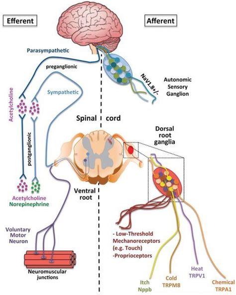 Neurosonic Technologies On Instagram Did You Know That Stimulating