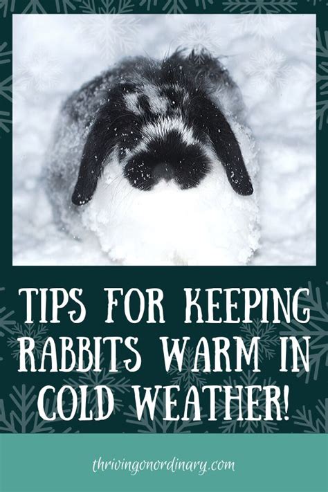 Cold Weather Care For Rabbits Thriving On Ordinary Bunny House