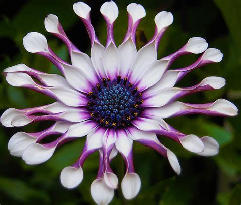 African Daisy Photograph by Svetlana Sewell - Pixels