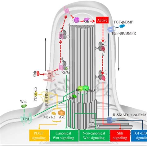 Primary Cilium Related Signaling Pathways In Bone Development A