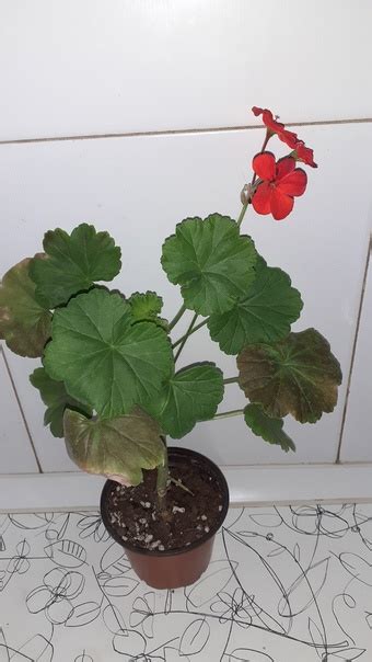 Герань красная 150, пестролистная 50 и 100, Мадам Солерон кустовая 150 ...