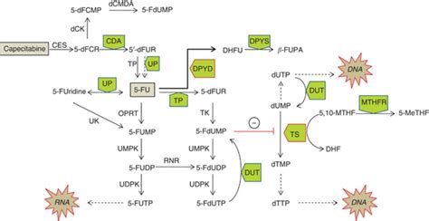 Capecitabine And 5 Fu Metabolism Enzymes Carboxyl Esterase Ces