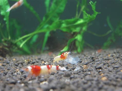 Crystal Red Shrimp Mating:Cherry Shrimp