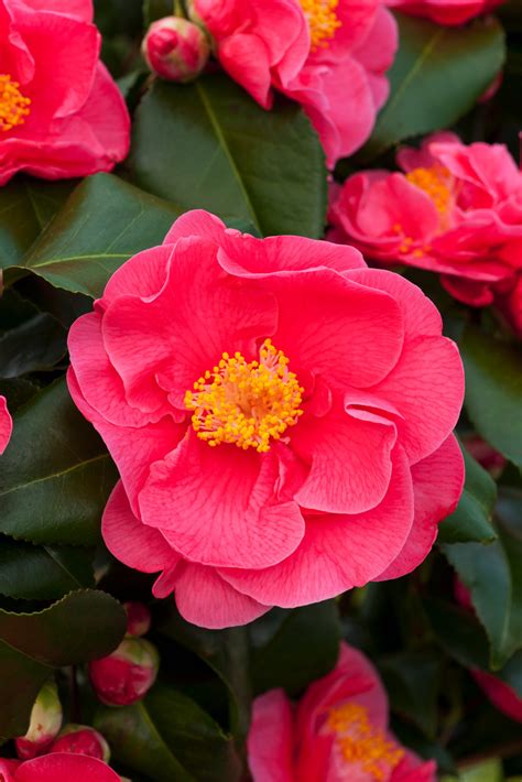 Camellia Japonica Dr King Japanische Kamelie Topf 15cm Höhe 50