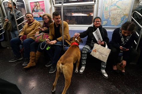 Does That Mutt Have A Metrocard Subway Riders Are Divided On Dogs