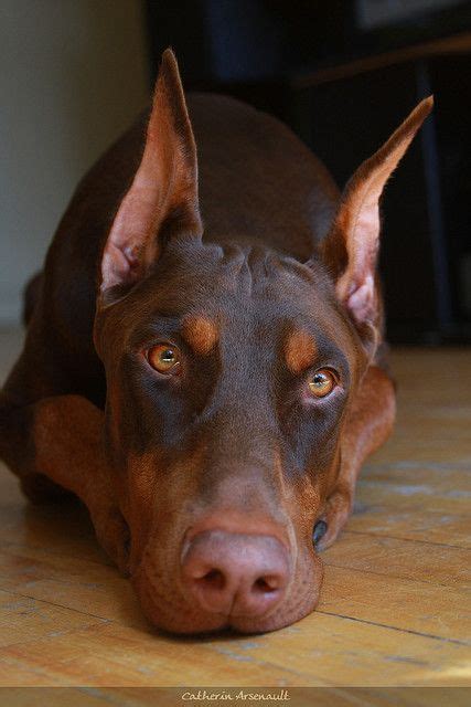 38 best images about Red Doberman Pinscher on Pinterest | Beautiful ...