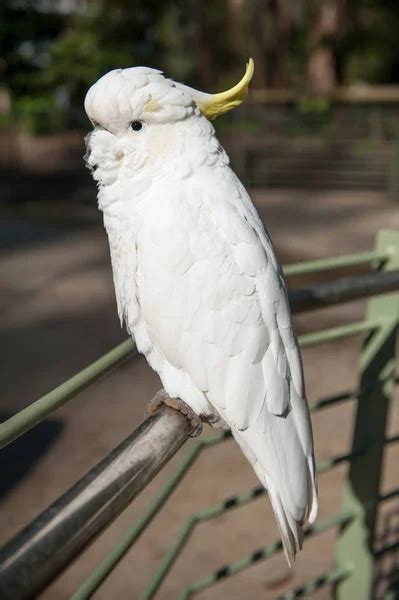 Cockatoo Parrot — Stock Photo © THPStock #68778309