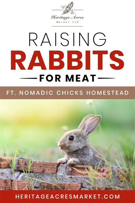 Raising Rabbits For Meat Ft Nomadic Chicks Homestead Raising Rabbits