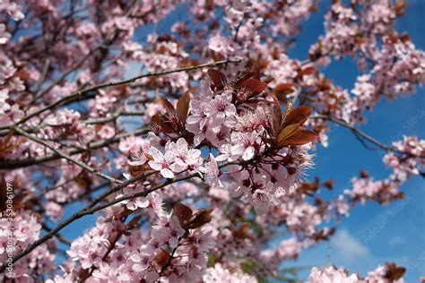 Prunus cerasifera nigra Stock Photo | Adobe Stock