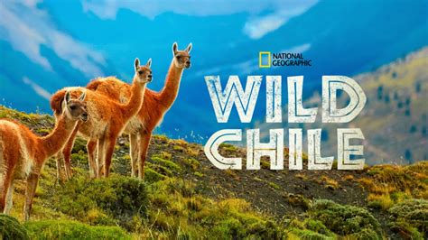 Watch Wild Chile | Disney+