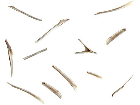 bone fragments stock  pictures royalty  images istock