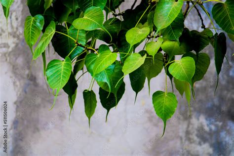 Close Up Of Fresh Green Bo Leaf Beautiful Background With Ficus