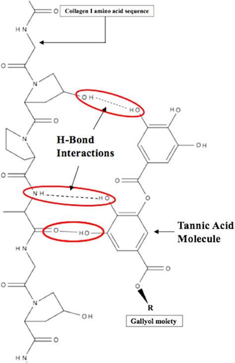 Biomedical Applications Of Tannic Acid Andrew Baldwin Brian W Booth