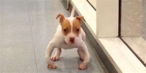 Little Bow Legged Puppy Straightens Out After Surgery The Dodo