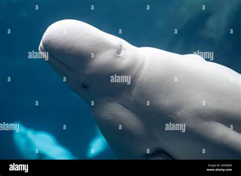 Beluga Whales Delphinapterus Leucas At The Georgia Aquarium In