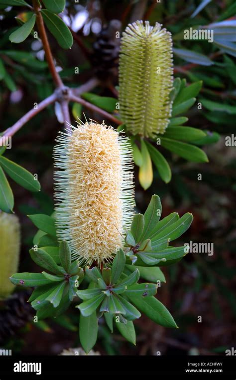 Flowering Australian Native Plant Banksia Integrifolia Shrub Form Found