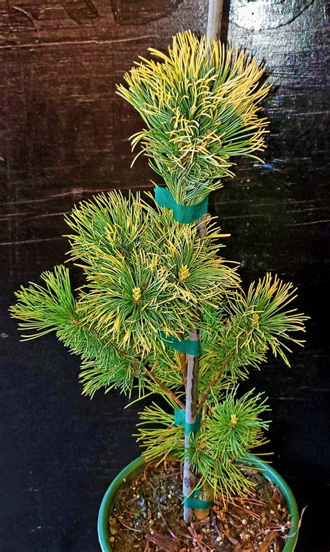 Photo Of The Entire Plant Of Japanese White Pine Pinus Parviflora Goldilocks Posted By Joy