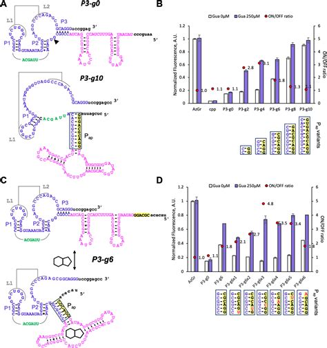 Circularly Permuted Pistol Ribozyme A Synthetic Ribozyme Scaffold For