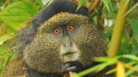 Golden Monkey Tracking In Uganda Mgahinga National Park Rwanda