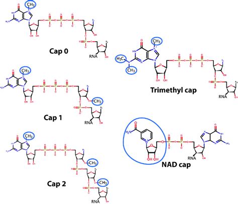 Chemical Structures Of Different Forms Of Rna Caps The Methylation